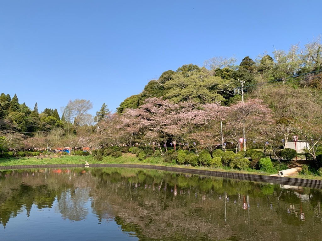 北側の桜