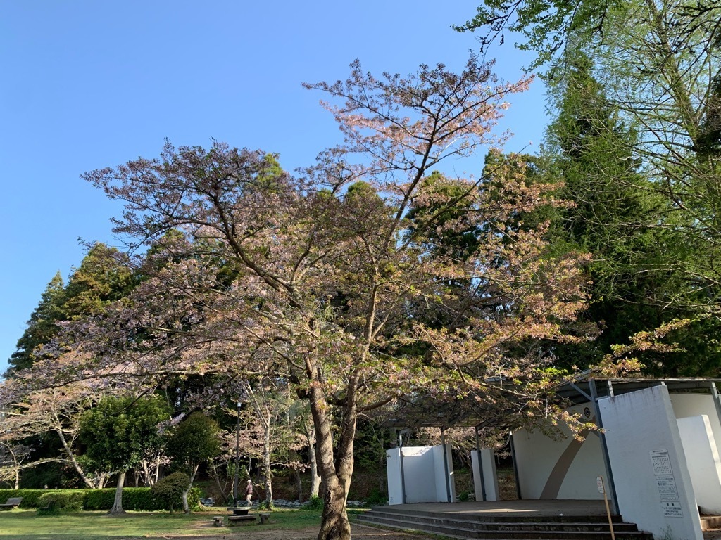 ステージ付近の桜