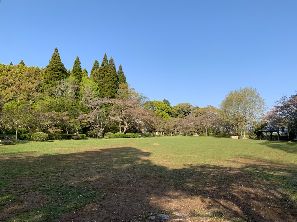 広場の桜