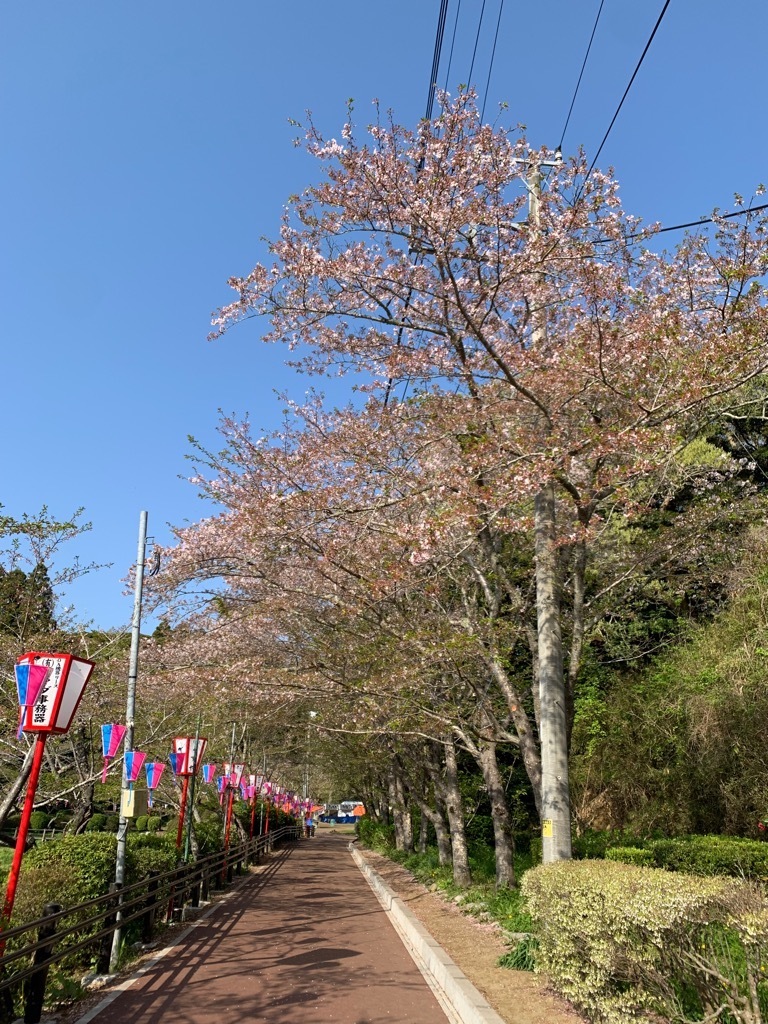 園路北側の桜