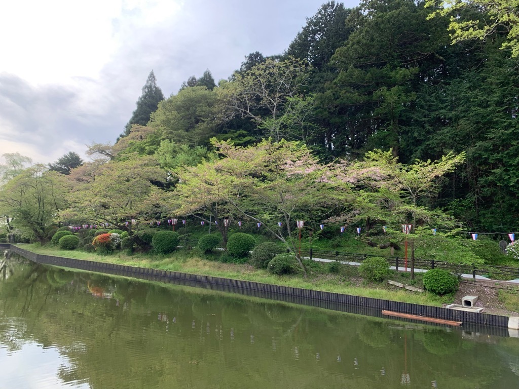 南側の桜