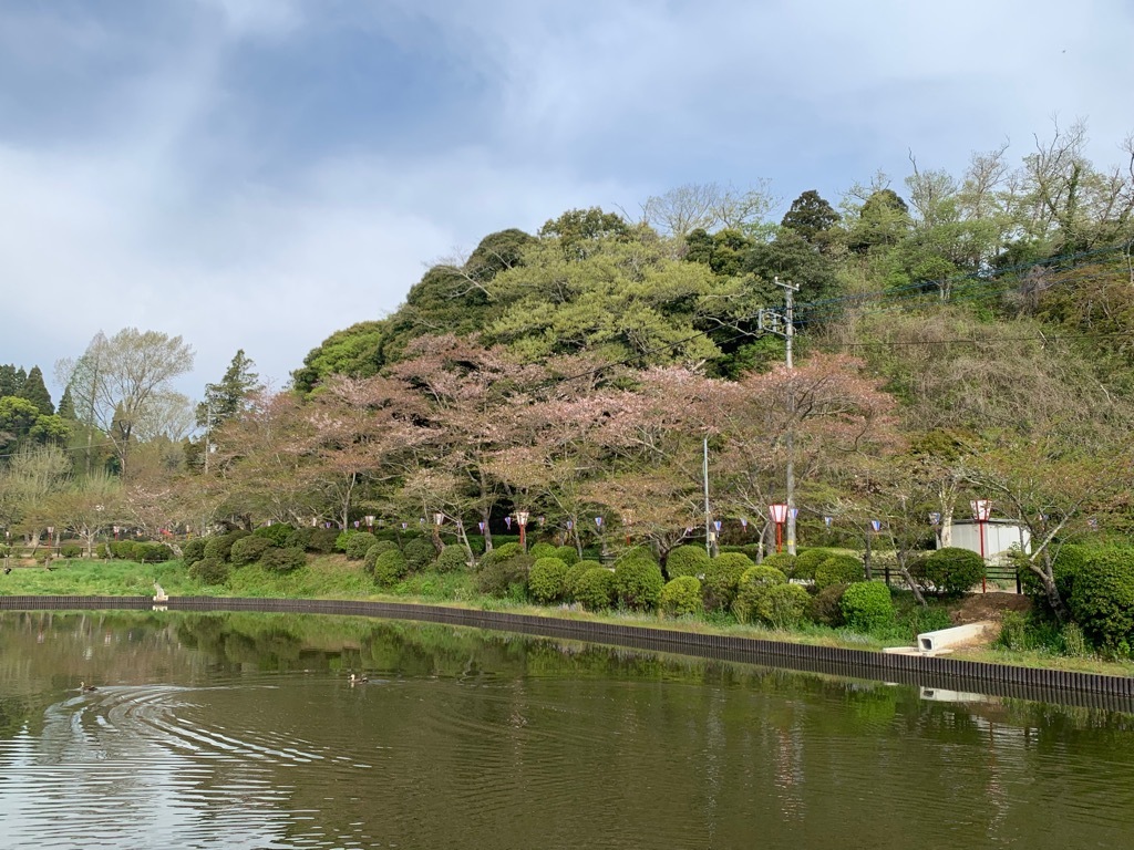 北側の桜