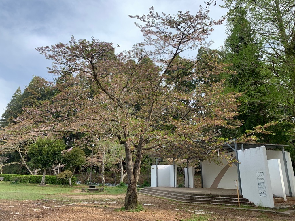 ステージ付近の桜