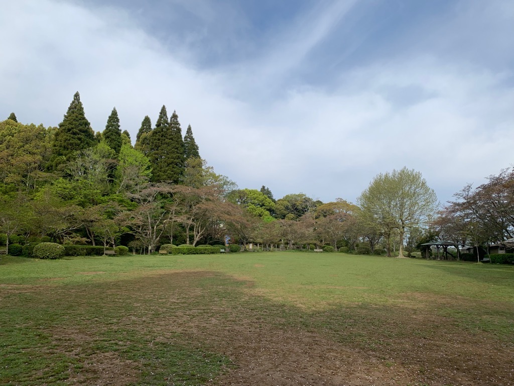 広場の桜