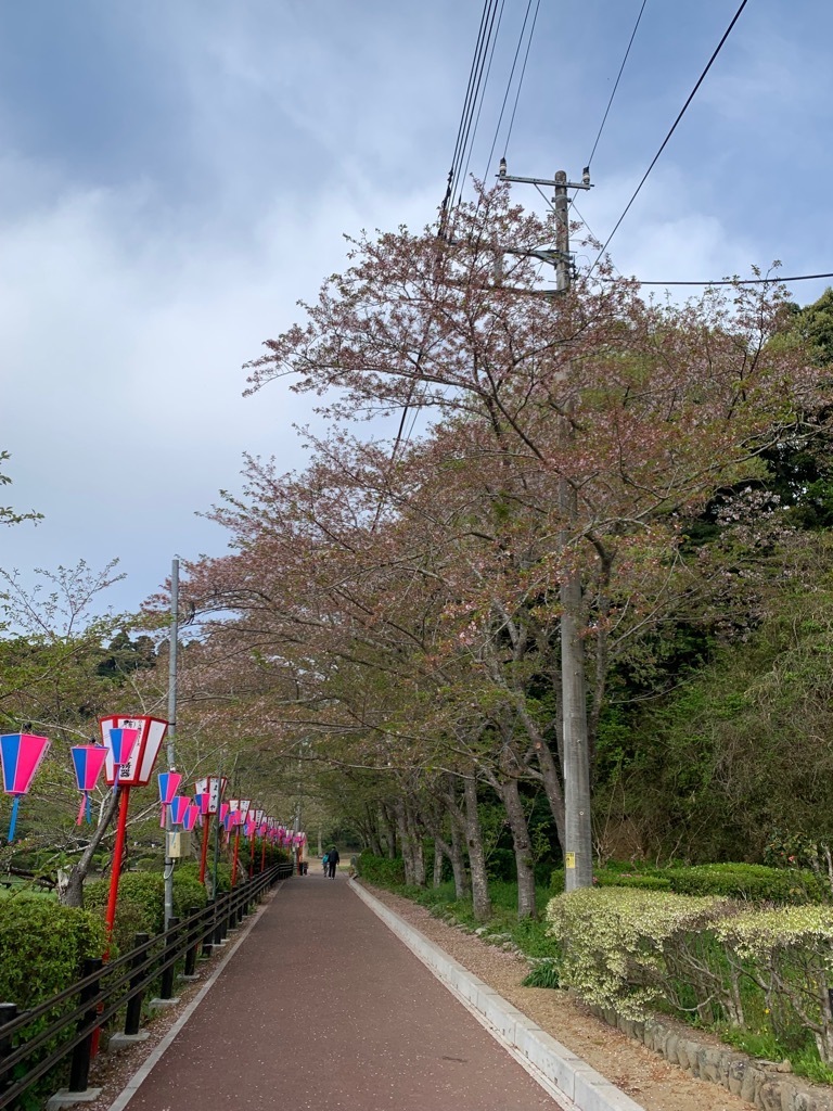 園路北側の桜