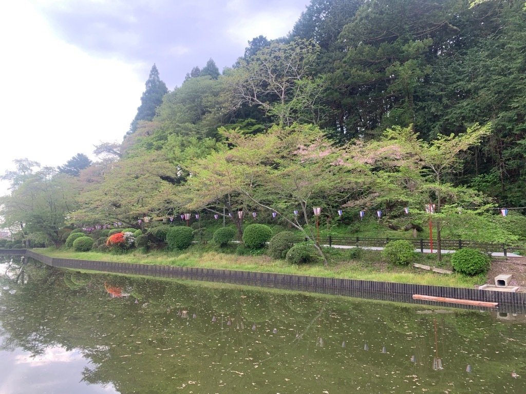 南側の桜