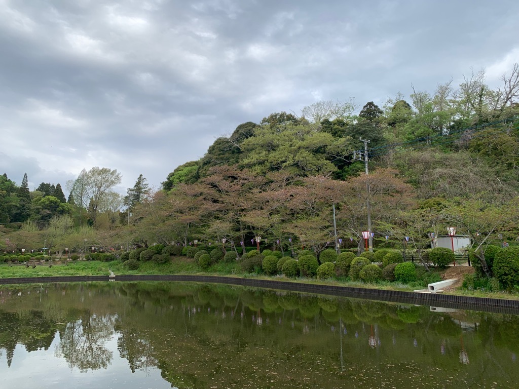 北側の桜