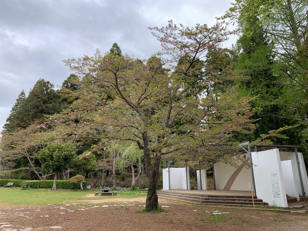 ステージ付近の桜