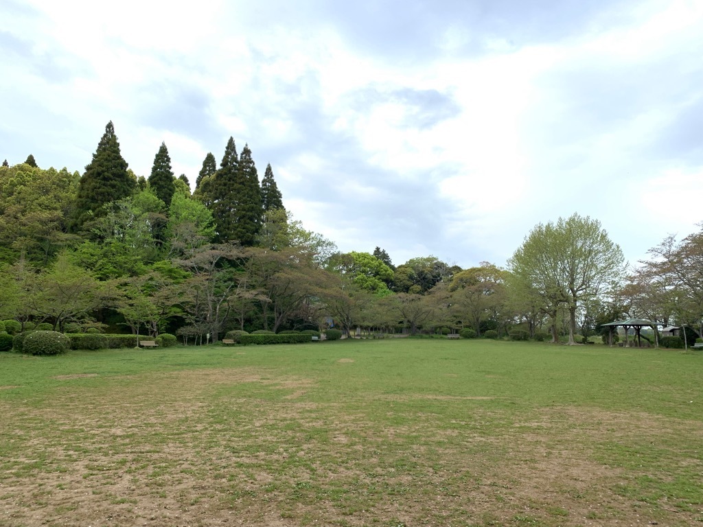 広場の桜