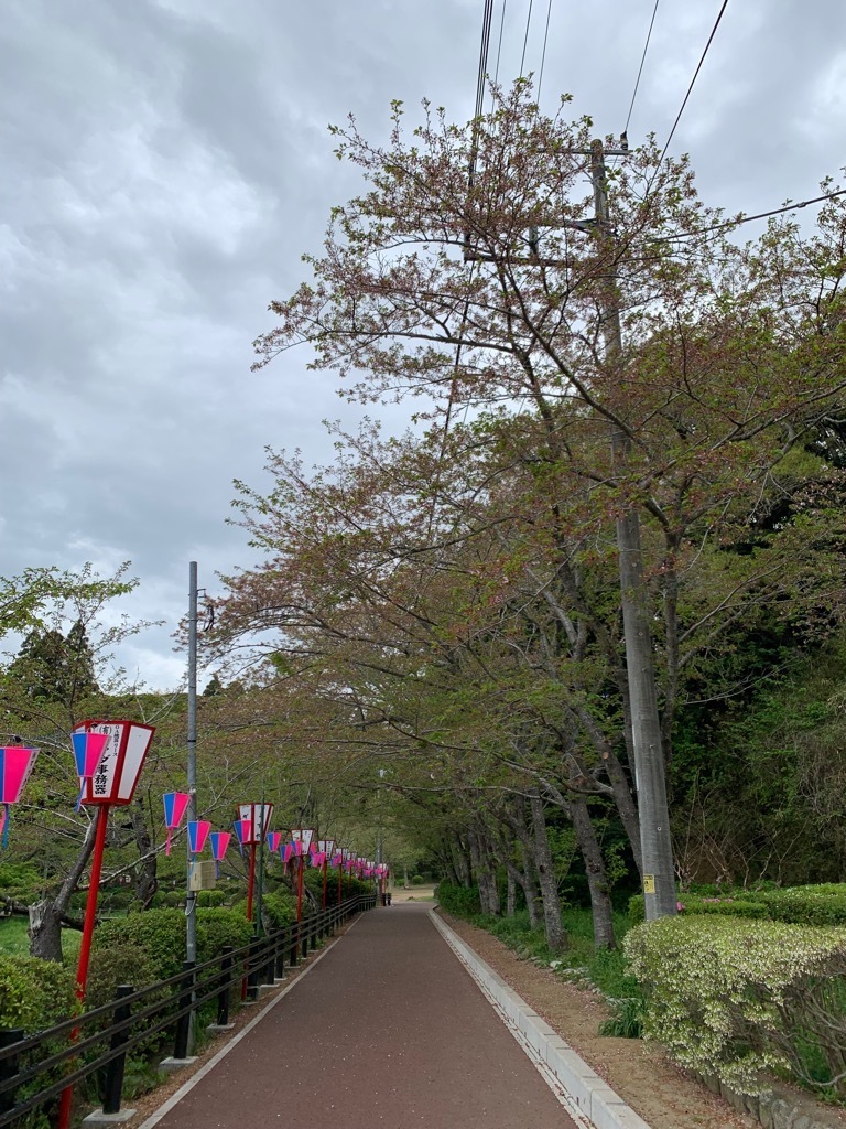 園路北側の桜