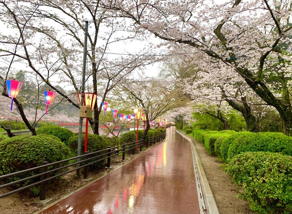 雨の中の桜