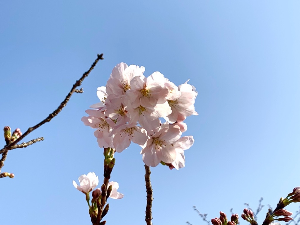 標本木2