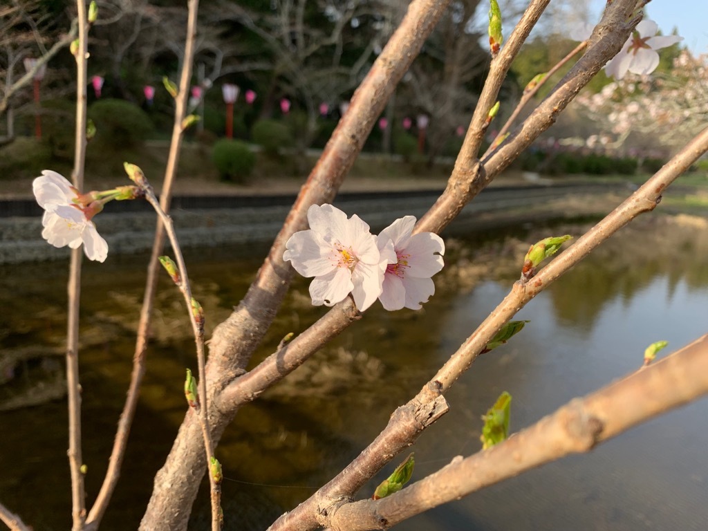 標本木3