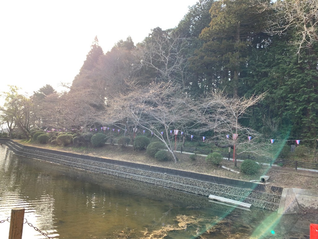 園路の桜1