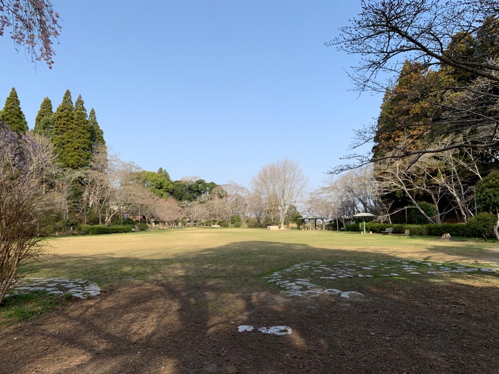 広場の桜