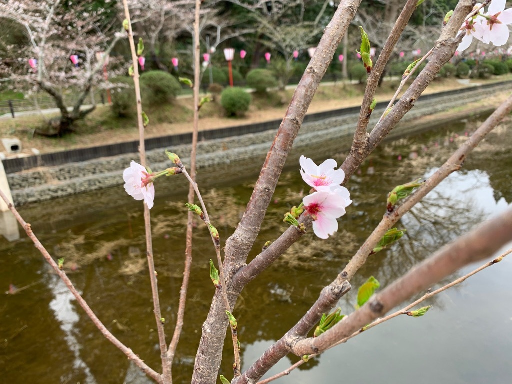 標本木2