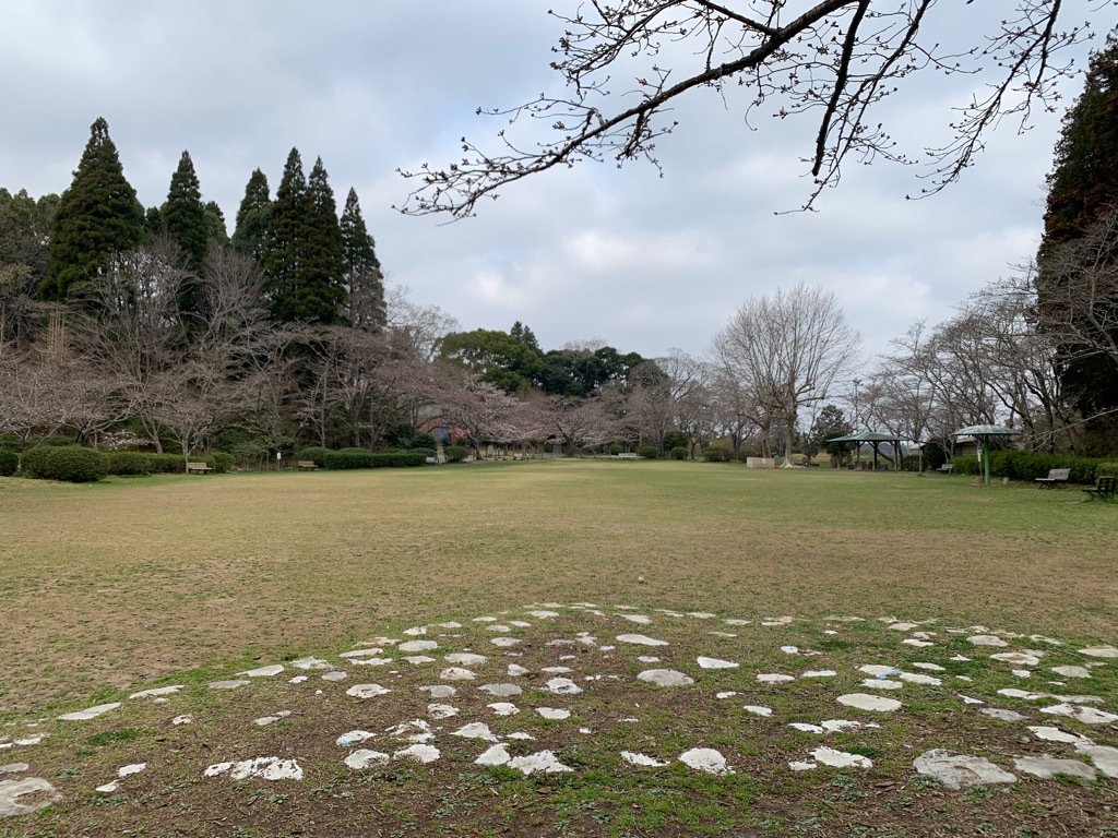 広場の桜