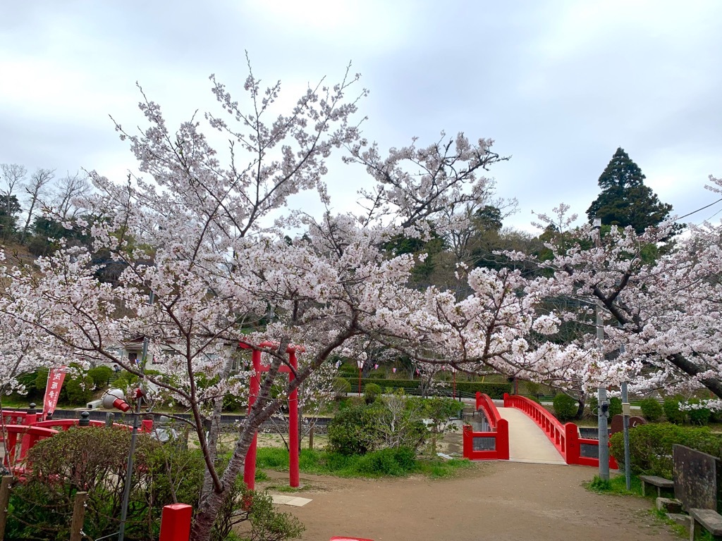 標本木1