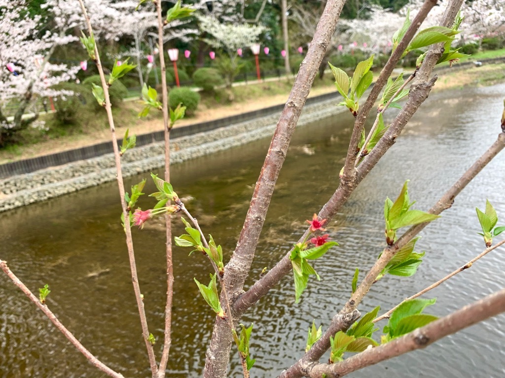 標本木2
