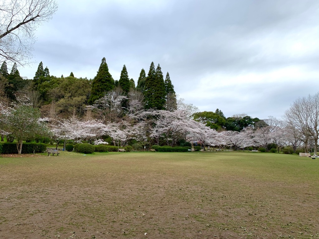 広場の桜