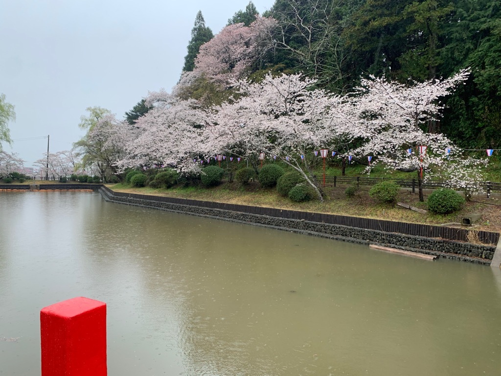 南側の桜
