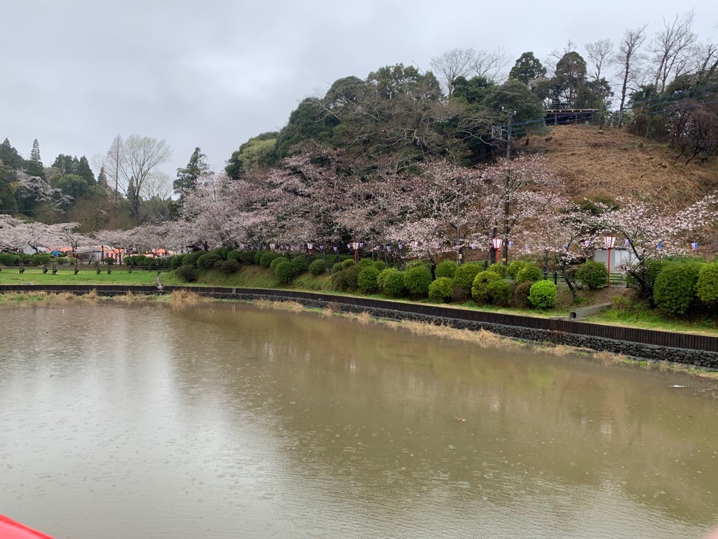 北側の桜