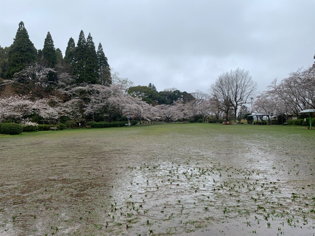 広場の桜