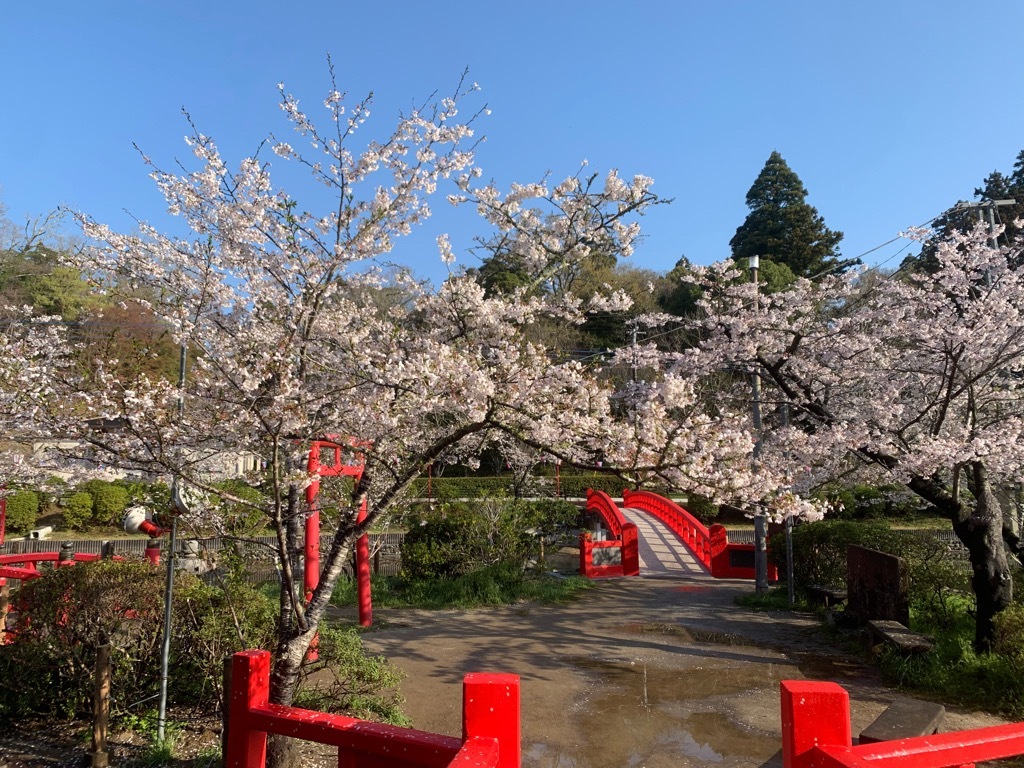 標本木