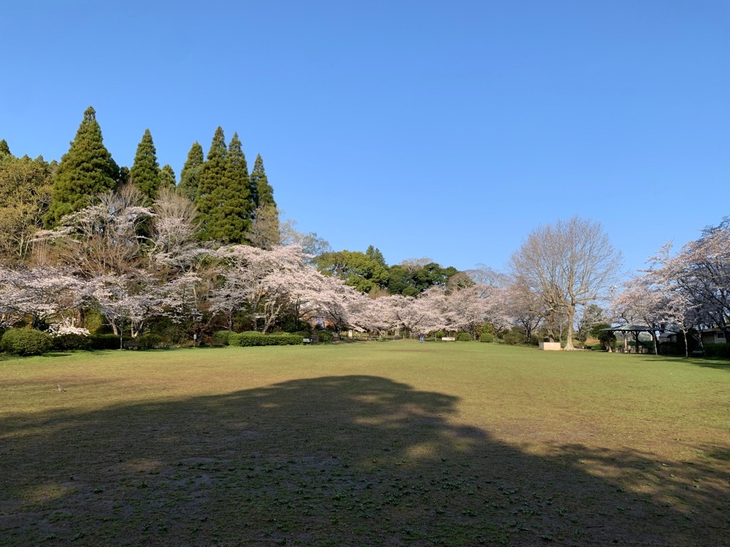 広場の桜