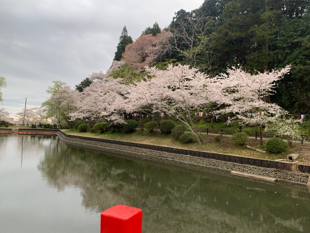 南側の桜