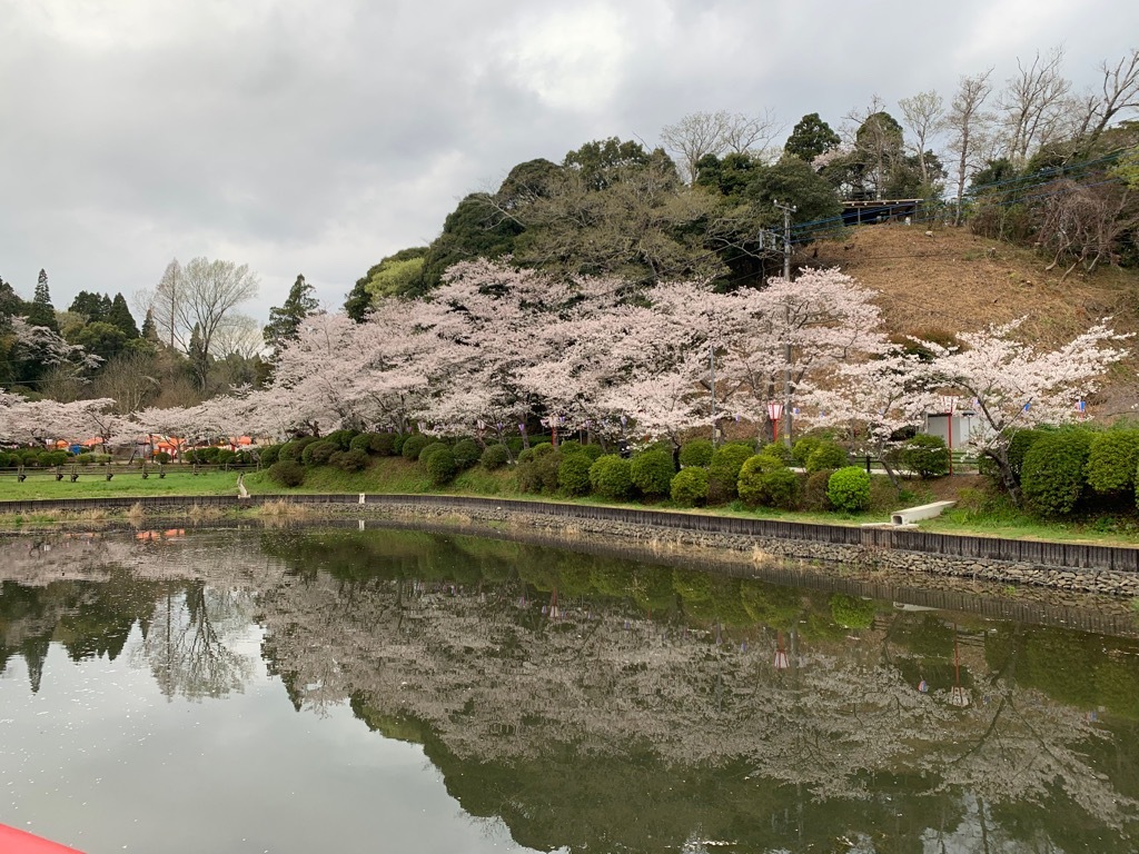 北側の桜