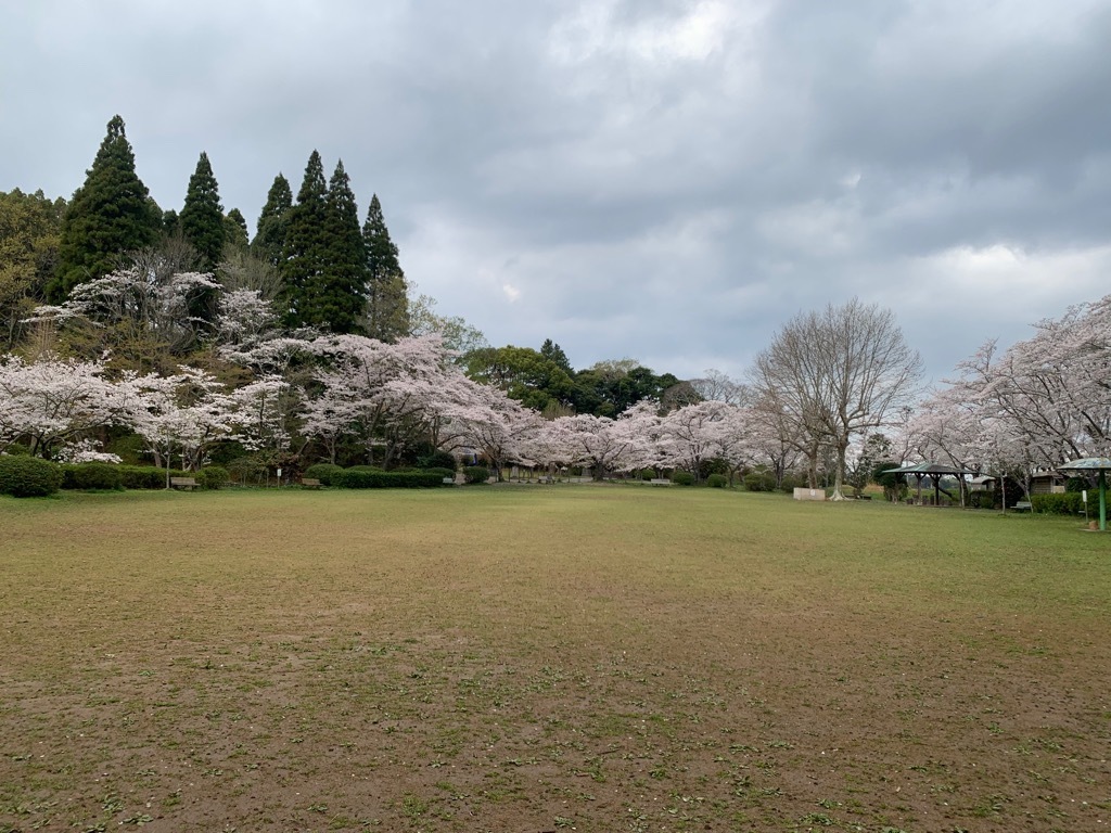 広場の桜