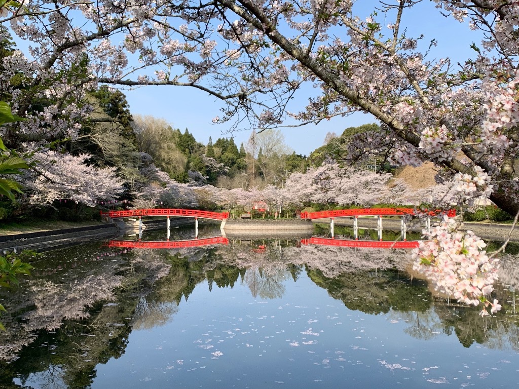 弁天橋と桜