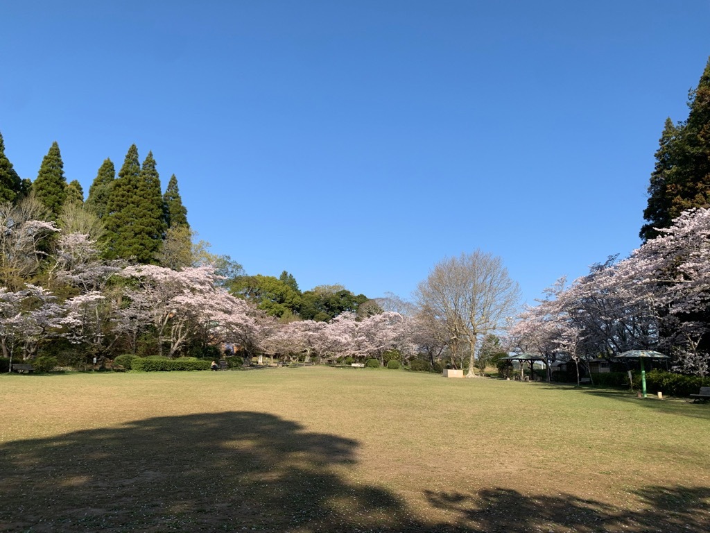 広場の桜