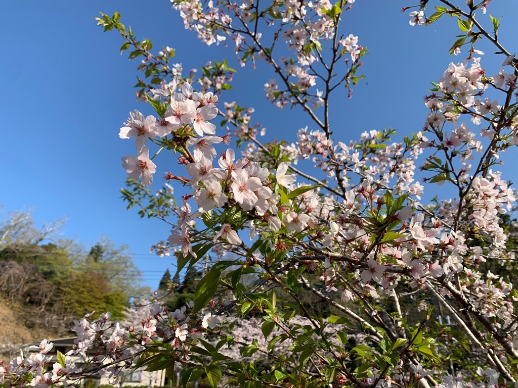 広場の桜2