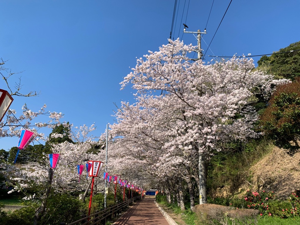 園路の桜
