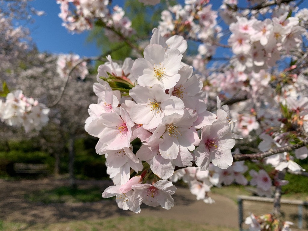 駐車場の桜