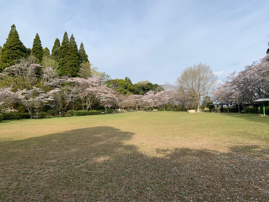 広場の桜