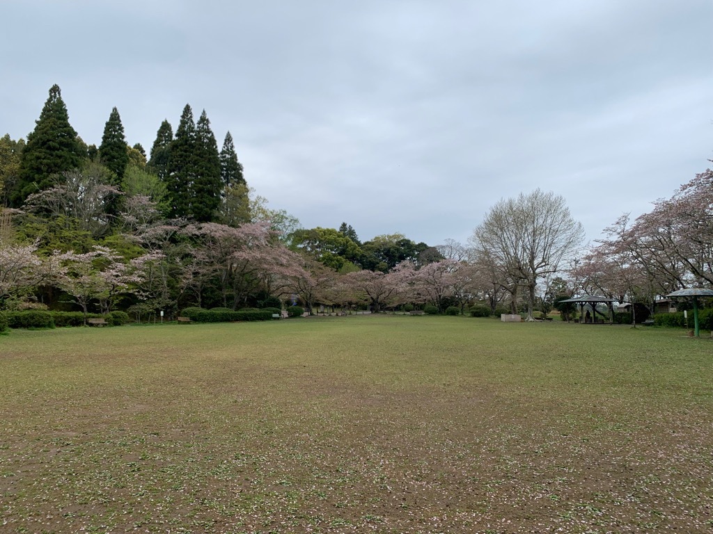 広場の桜