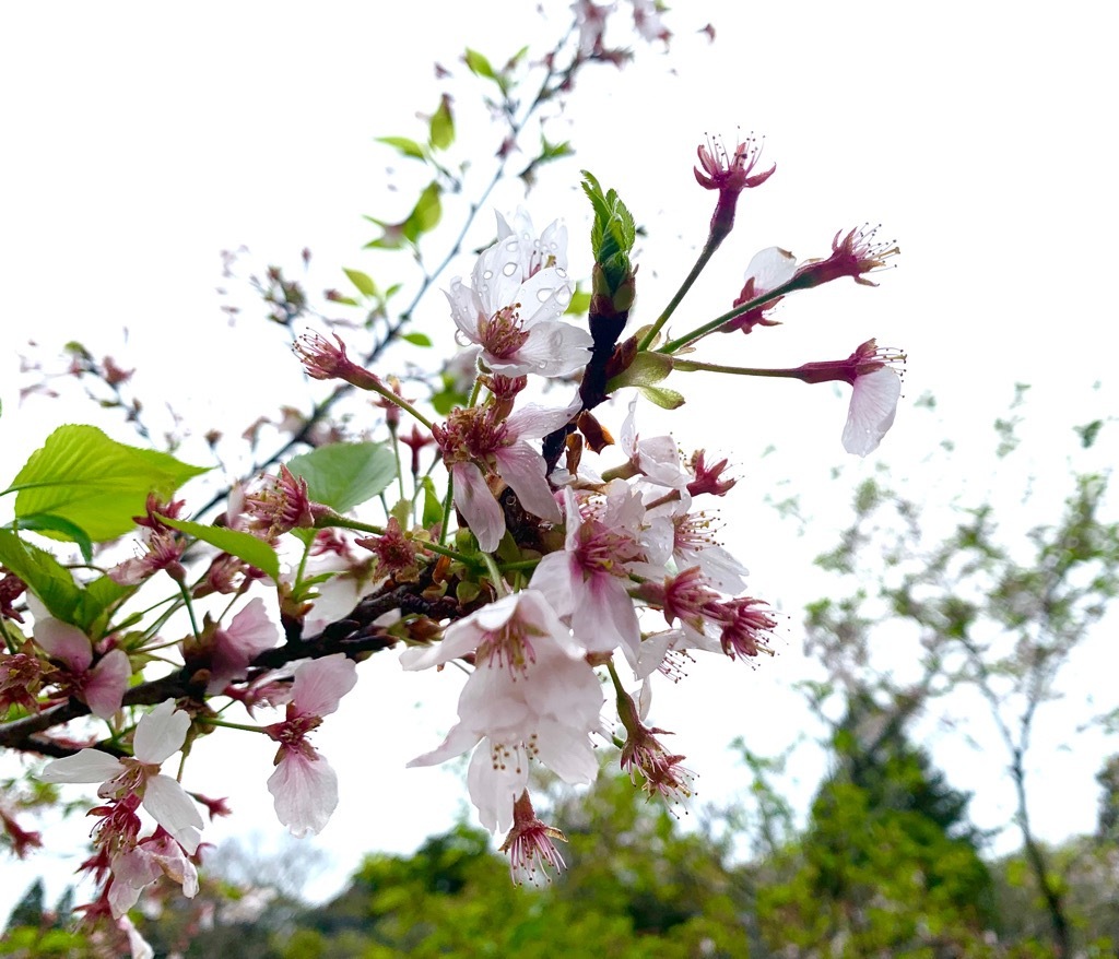 散り始めの桜