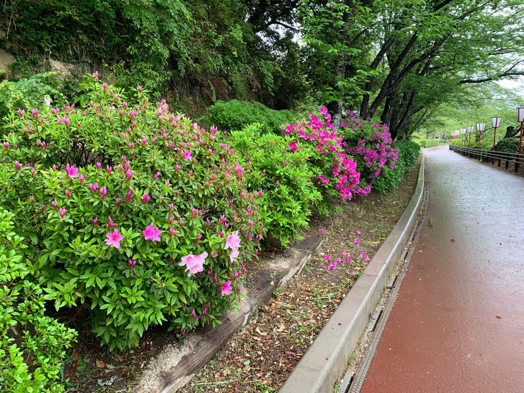 園路のツツジ 蕾が多い