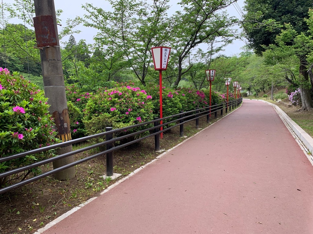 園路のつつじ