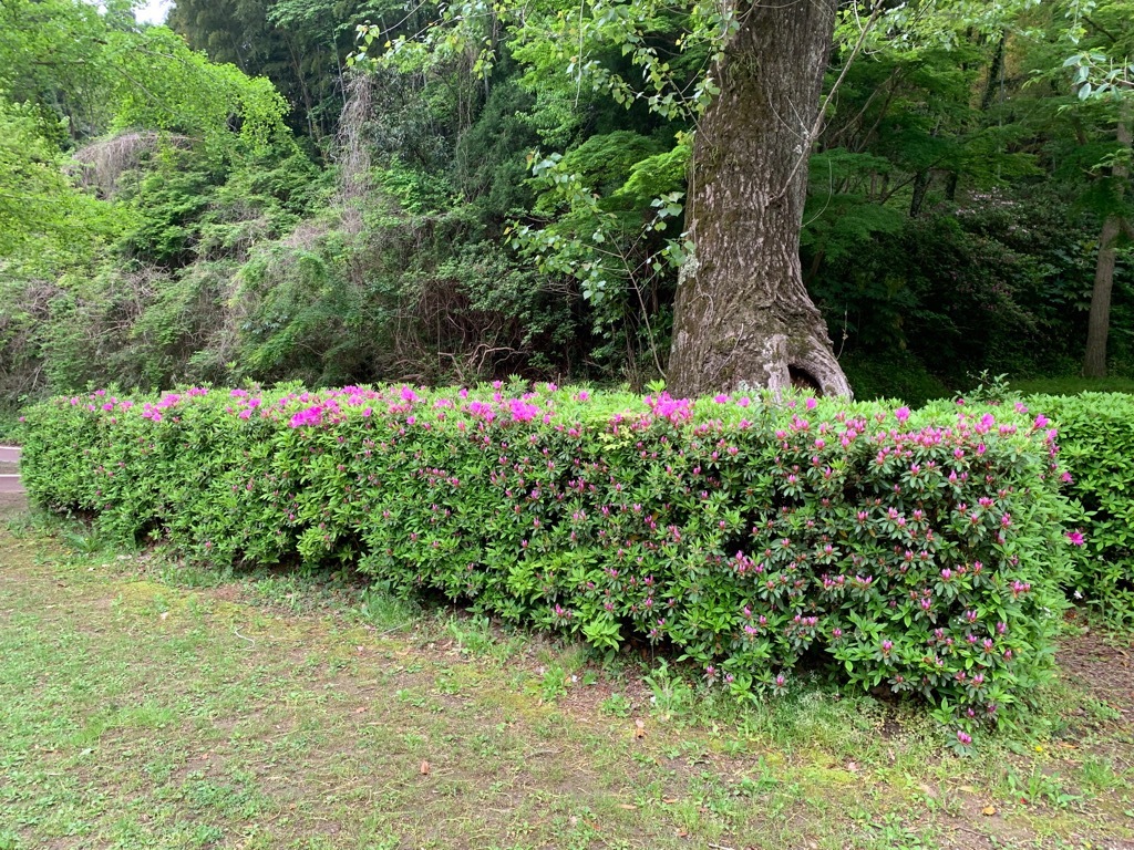 広場のつつじ1