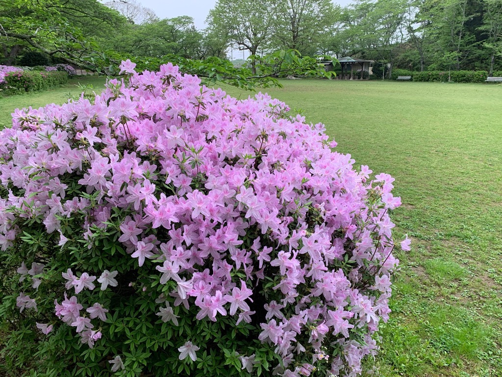 広場のつつじ2