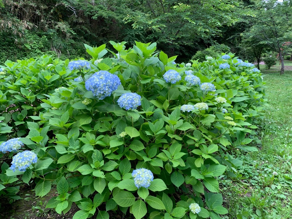 手毬型のアジサイ 青系