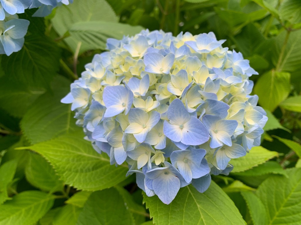 手毬型のアジサイ 近景