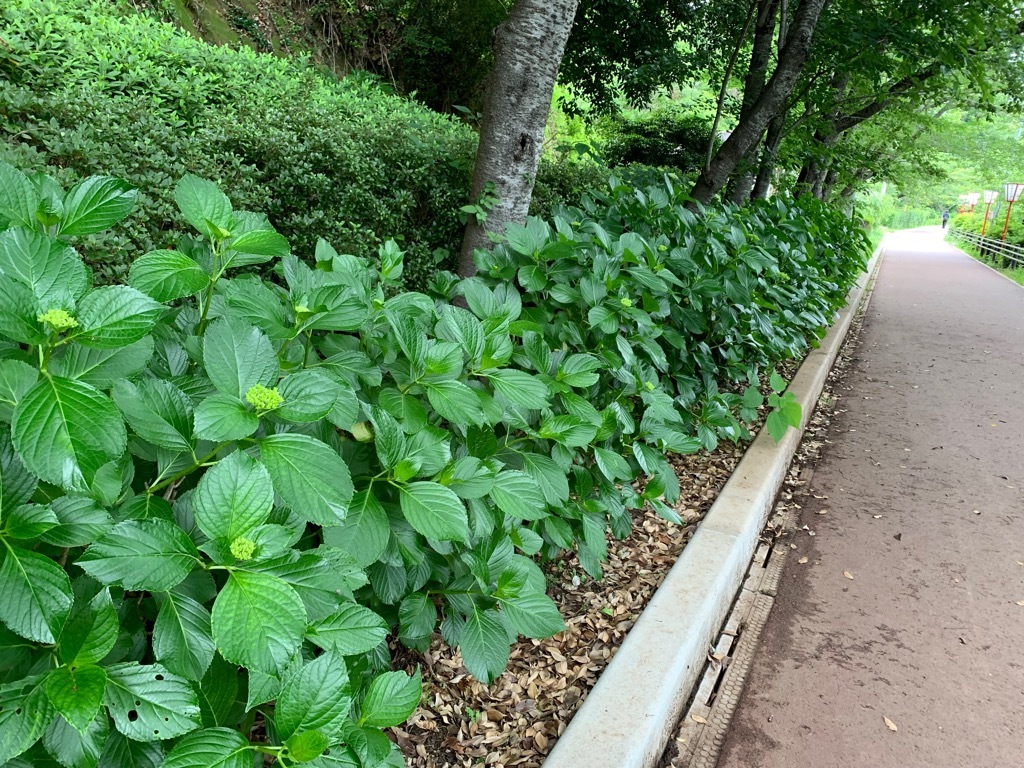北側のアジサイ 成長途中