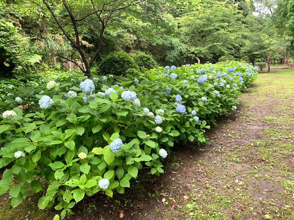広場のアジサイ