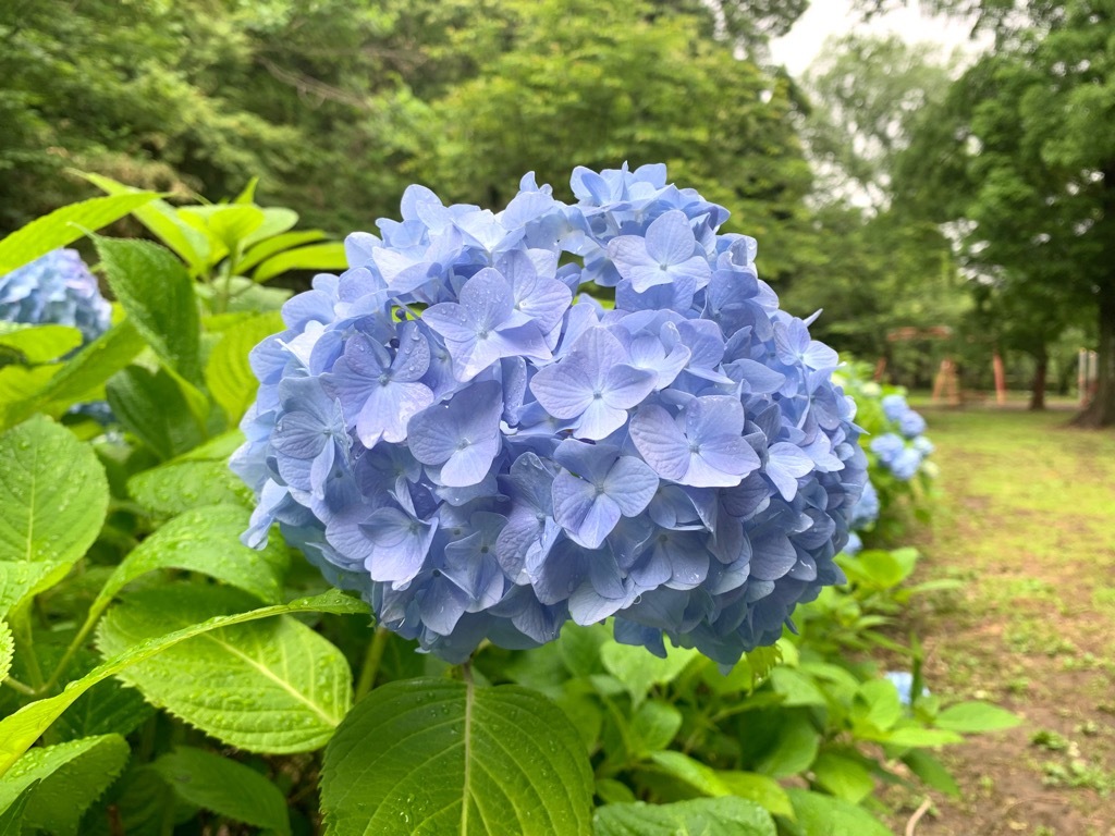 広場のアジサイ2