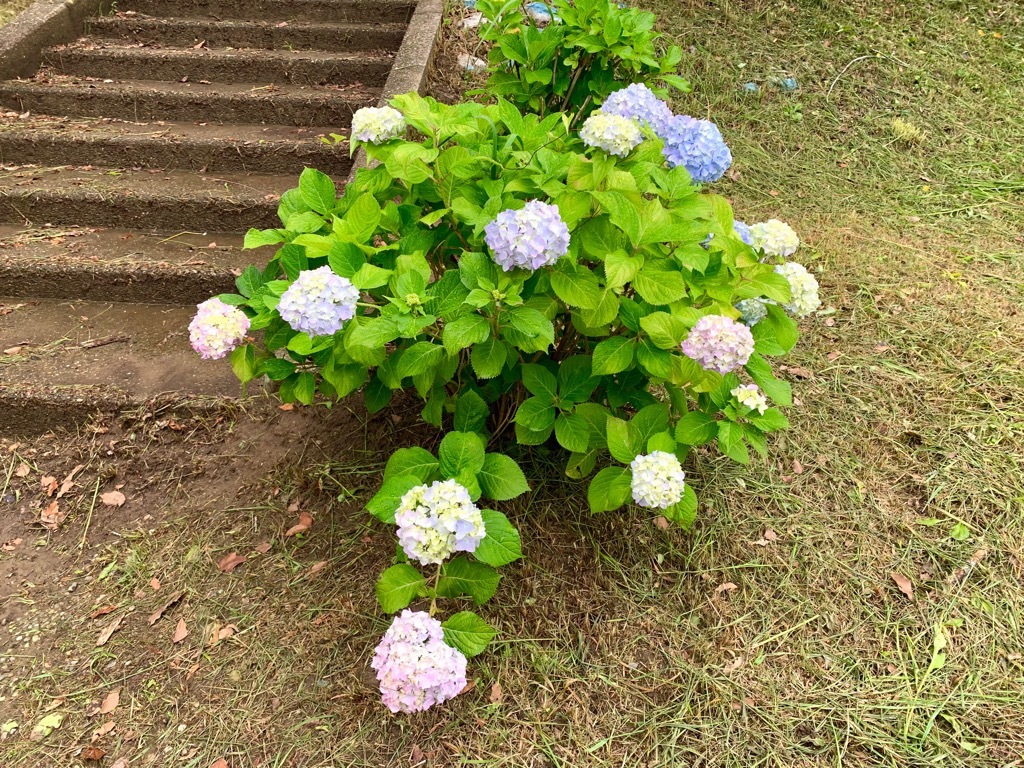 弁天湖周辺アジサイ